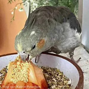Nymphensittich frisst Paprikakerne