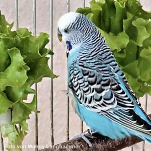 Wellensittich mit Pflücksalat
