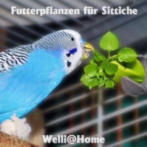 Futterpflanzen für Sittiche