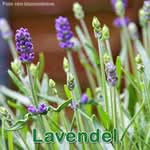 Heilpflanze: Lavendel (Lavandula angustifolia)