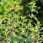 Heilpflanze: Majoran (Origanum majorana)