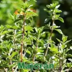 Heilpflanze: Majoran (Origanum majorana)