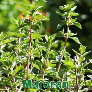 Heilpflanze: Majoran (Origanum majorana)