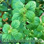 Heilpflanze: Zitronenmelisse bzw. Melisse (Melissa officinalis)