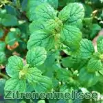 Heilpflanze: Zitronenmelisse bzw. Melisse (Melissa officinalis)
