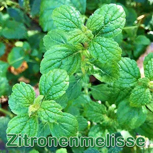 Heilpflanze: Zitronenmelisse bzw. Melisse (Melissa officinalis)