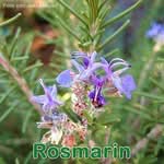 Heilpflanze: Rosmarin (Rosmarinus officinalis)