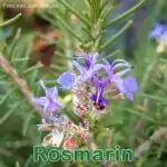 Heilpflanze: Rosmarin (Rosmarinus officinalis)