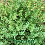 Heilpflanze: Thymian (Thymus vulgaris) und Zitronen-Thymian (Thymus × citriodorus)