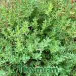 Heilpflanze: Thymian (Thymus vulgaris) und Zitronen-Thymian (Thymus × citriodorus)