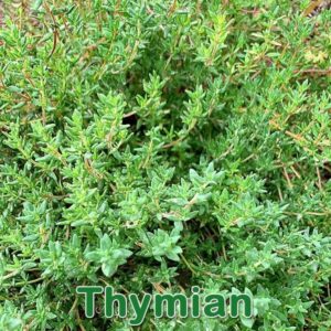 Thymian