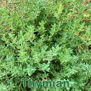 Heilpflanze: Thymian (Thymus vulgaris) und Zitronen-Thymian (Thymus × citriodorus)
