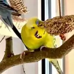 Knabberringe selbst gemacht (Video)