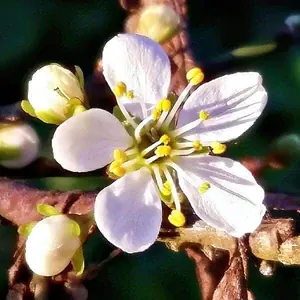 Blüte der Schlehe