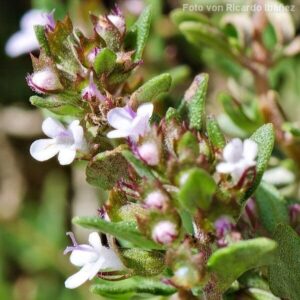 Blüten des Thymians