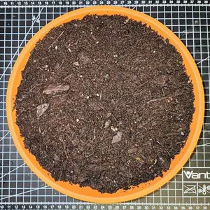 Schale mit Erde Schale mit Erde