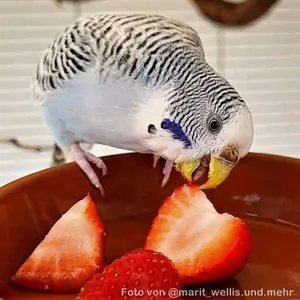 Wellensittich knabbert an Erdbeeren