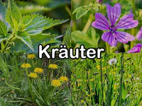 Kraeuter