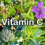 Nährstoffe: Vitamin C (Ascorbinsäure)