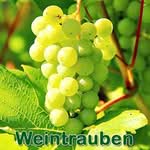 Früchte: Weintraube (Vitis vinifera)