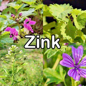 Nährstoffe: Zink (Spurenelement)