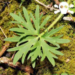 Blätter des Scharfen Hahnenfußes