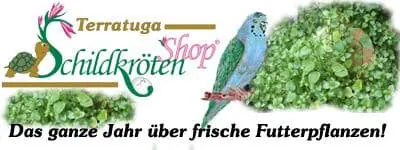 Schildkröten-Shop
