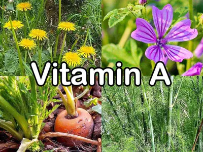 Vitamin A