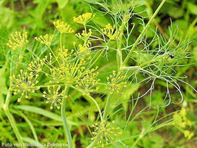 Dill