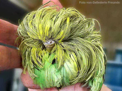 Feather Duster