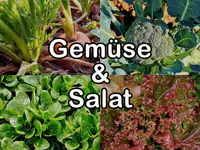 gemuese salat