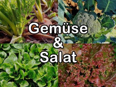 Nährstoffgehalt: Gemüse & Salat