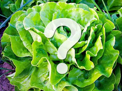 Kopfsalat als Frischfutter?!? Kopfsalat als Frischfutter?!?