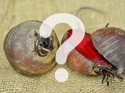 Rote Bete als Frischfutter?!? Rote Bete als Frischfutter?!?