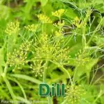 Heilpflanze: Dill (Anethum graveolens)