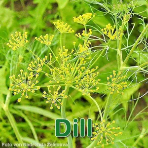 Heilpflanze: Dill (Anethum graveolens)
