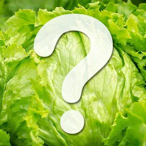 Nährstoffvergleich: Eisbergsalat als Frischfutter?
