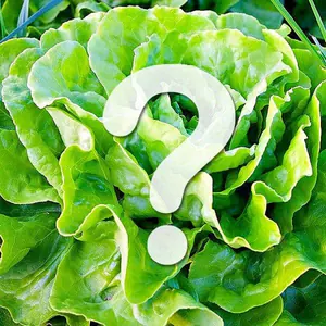 Nährstoffvergleich: Kopfsalat als Frischfutter?