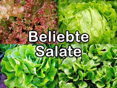 Nährstoffvergleich - Salate