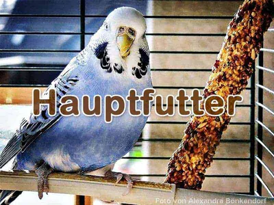 Handelsübliches Hauptfutter