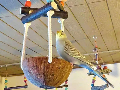 Spielplätze mit Nussschalen
