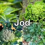 Nährstoffe: Jod (Iod)