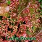 Lollo Rosso