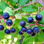 Roter Hartriegel