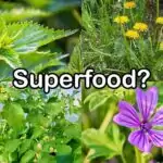 Nährstoffvergleich: Superfood bei Wildkräutern