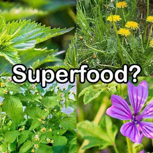 Nährstoffvergleich: Superfood bei Wildkräutern