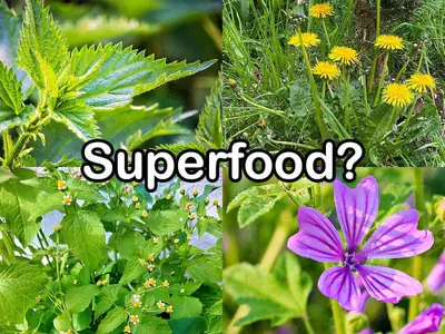 Superfood der Kräuter Superfood bei Wildkräutern