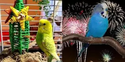 Weihnachten & Silvester