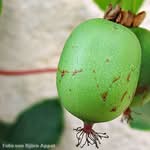 Frucht der Weiki