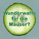 Nährstoffvergleich: Gurke für die Mauser?